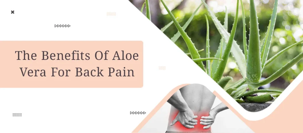 The Benefits Of Aloe Vera For Back Pain